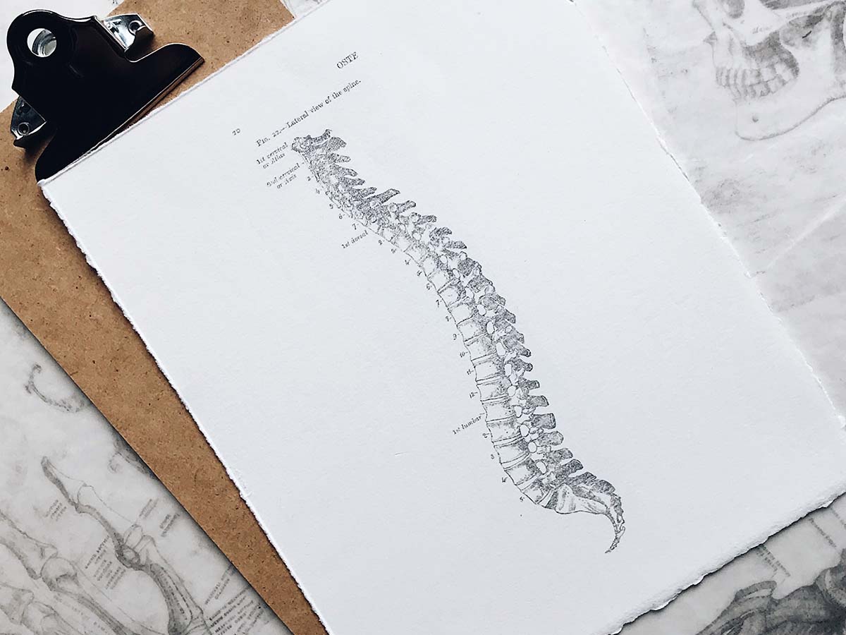 Image of a spine diagram